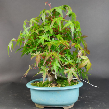 Preview: Bonsai - Fächerahorn, Acer Palmatum Nomura